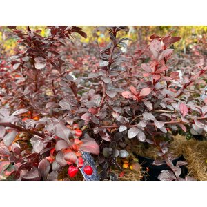 Dráč thunbergov (Berberis thunbergii) ´RED CARPET´ - výška 20-30 cm, ⌀ 30-50 cm, kont. C2L